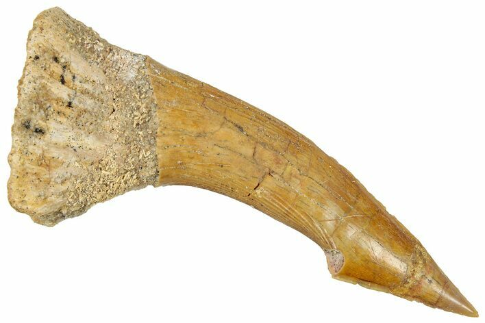 Fossil Sawfish (Onchopristis) Rostral Barb - Morocco #322843